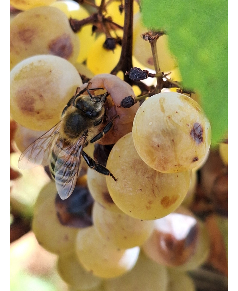 Colis vins d'Alsace Automne