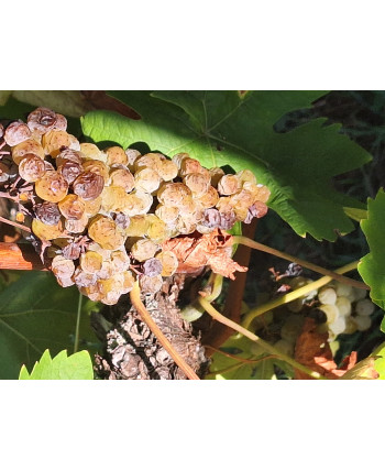 Douceur / Vendanges Tardives